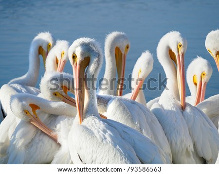  Large Group of American White Pelicans Preening at the Waters Edge
