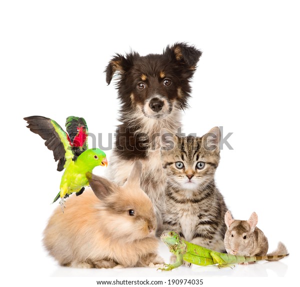 large-group-animals-isolated-on-white-stock-photo-edit-now-190974035