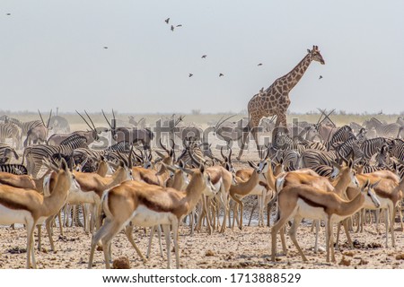 large group of animals in a waterhole in Ozonjuitji m'Bari, Etosha National Park, Namibia.