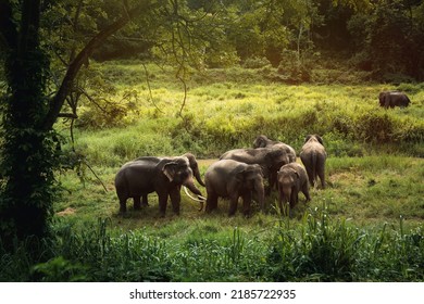 A large group of Asian wild elephants in the Thai Elephant Conservation Center, Lampang Province, Thailand. - Powered by Shutterstock