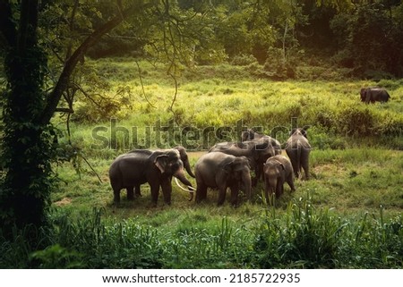 A large group of Asian wild elephants in the Thai Elephant Conservation Center, Lampang Province, Thailand.