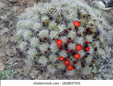 A Large Group Of Barrel Cactus  In The Utah Desert