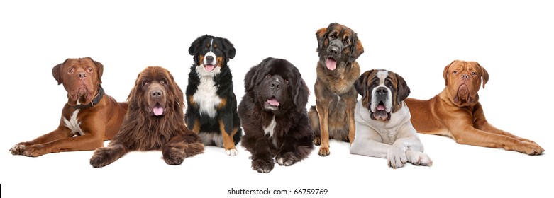 Large group of big dogs in a row, isolated on a white background