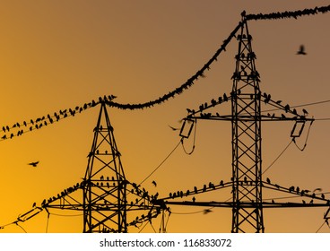 Large group of birds sitting on power lines early in the morning.Beautiful orange sky at sunshine. - Powered by Shutterstock