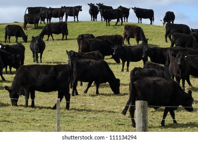 Large Group Of Black Steers Bulls Grazing On A Field Of A Beef Farm In Northland, New Zealand.No People. Copy Space