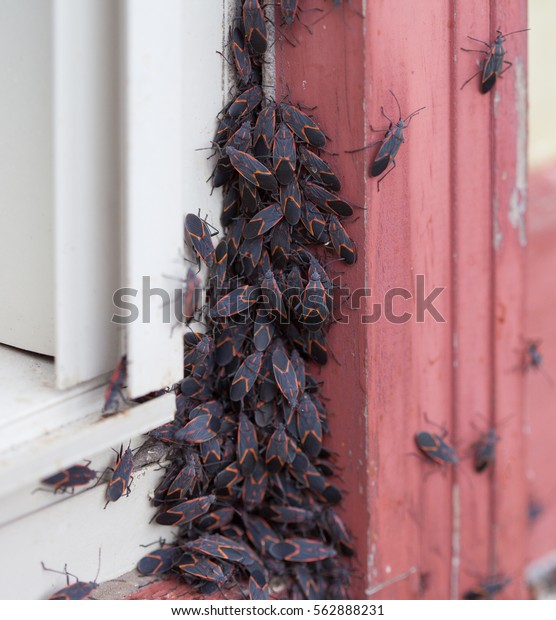 A large group of Box Elder\
(Boisea trivittata) bugs emerging after hibernating during\
winter