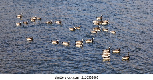 Large group of Canada goose swimming in the water Latin name: Branta canadensis