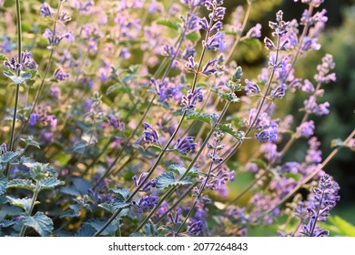 Large Group Of Catnip Flowers Nepeta Cataria In A Garden