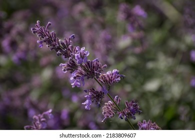 Large Group Of Catnip Flowers Nepeta Cataria In A Garden