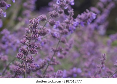 Large Group Of Catnip Flowers Nepeta Cataria In A Garden