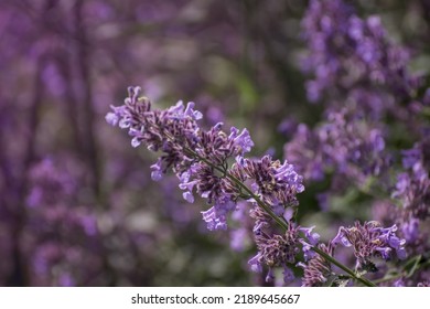 Large Group Of Catnip Flowers Nepeta Cataria In A Garden