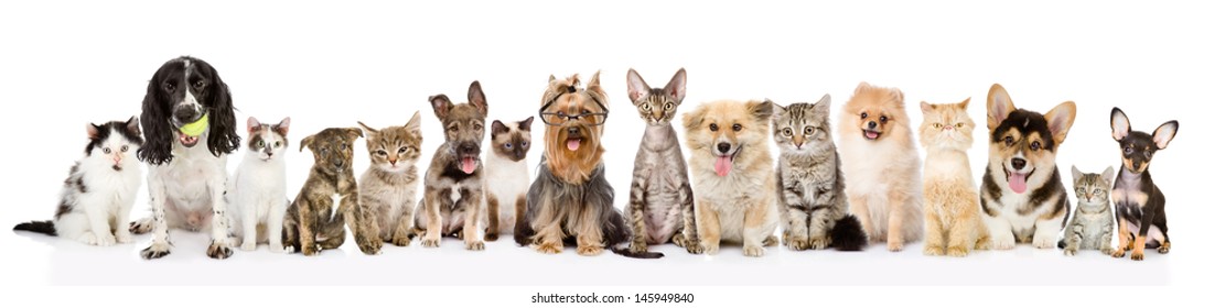 Large group of cats and dogs in front view. isolated on white background 