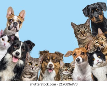 Large Group Of Cats And Dogs Looking At The Camera On Blue Background