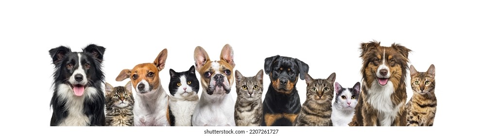 Large Group Of Cats And Dogs Looking At The Camera On Blue Background