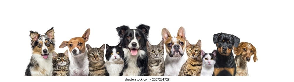 Large Group Of Cats And Dogs Looking At The Camera On Blue Background