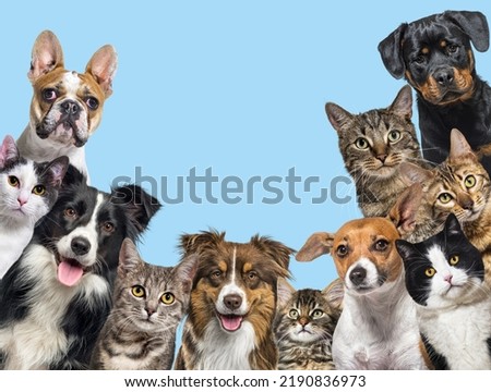 Large group of cats and dogs looking at the camera on blue background