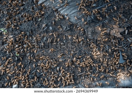 large group of cicada at the base of a tree, Brood X, Brood 10, Great Eastern Brood, Periodical cicadas, insect, shells