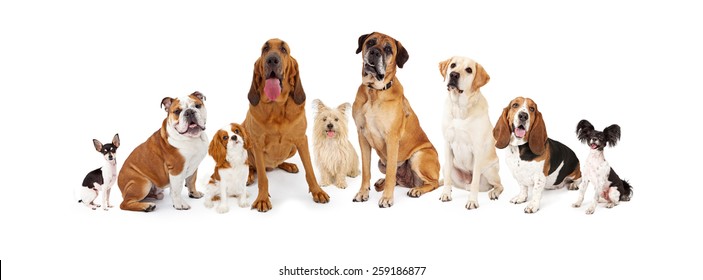 A large group of common dogs of different breeds that are various sizes 