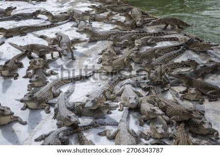 A large group of crocodiles basking on a concrete surface near water in a wildlife sanctuary.