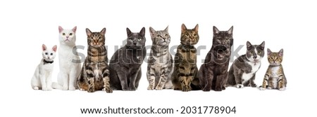 Large group of crossbred domestic cats sitting in a row, pets, isolated on white