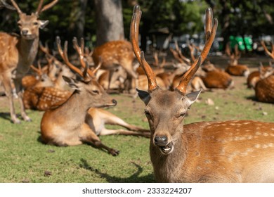 Large group of deer laying on the grass in Nara Park Japan