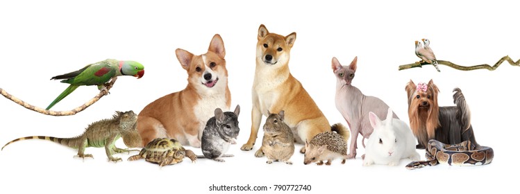 Many Different Animals Images, Stock Photos & Vectors | Shutterstock