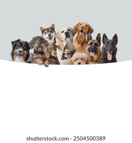 Large group of different happy dogs peeking behind a blank sign - Powered by Shutterstock