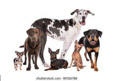 Large Group Of Dogs  In Front Of A White Background