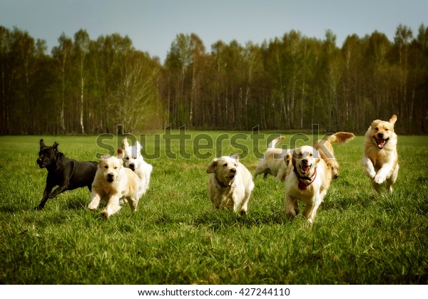 A large group of dogs Golden retrievers\
running in the summer through the green\
valley