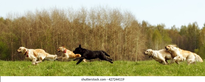 A Large Group Of Dogs Retrievers Running In The Summer Through The Green Valley