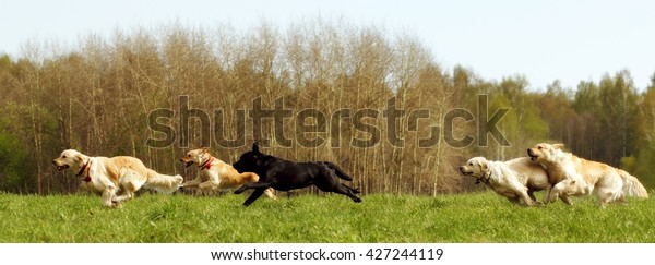 A large group of dogs retrievers running in\
the summer through the green\
valley