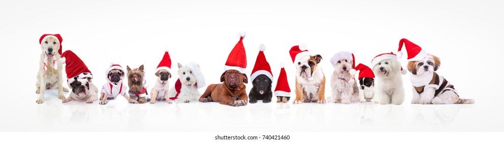 large group of dogs wearing santa claus hats and costumes on white background