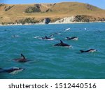 A large group of dolphins near Kaikoura, New Zealand