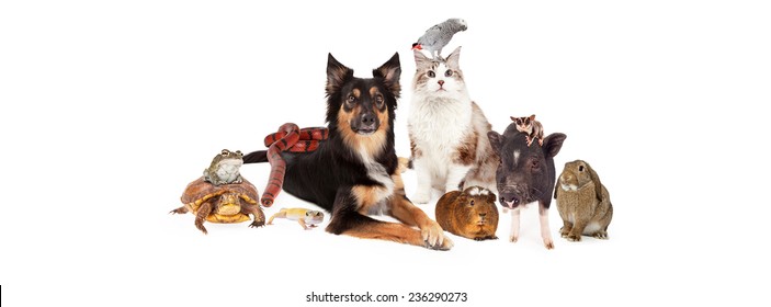 A large group of domestic pets including a dog, cat, bird, guinea pig, pot-bellied pig, sugar glider, bunny, lizard, snake, turtle and frog. Image is sized to fit a social media timeline 