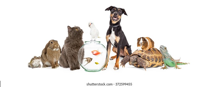 Pet Collage Images, Stock Photos & Vectors | Shutterstock