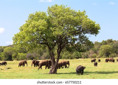 Large group of elephants on safari in Sri Lanka -  baby and adults