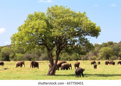 Large Group Elephants On Safari Sri Stock Photo 657750451 | Shutterstock