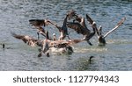 A large group of Fighting Pelicans in the Moss Landing State Wildlife Area, in the Monterrey Bay, California