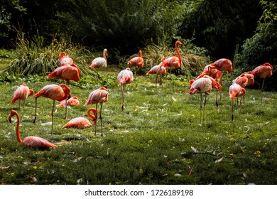 Große Gruppe Flamingos auf einem Feld