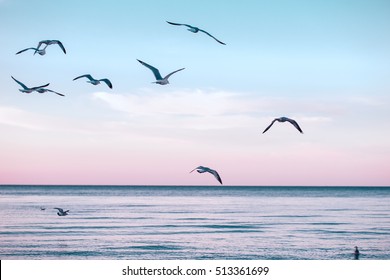 Large group flock of seagulls on sea lake water and flying in sky on summer sunset, toned with instagram retro hipster filters, film effect - Powered by Shutterstock