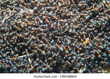 Formica Polyctena Images, Stock Photos u0026 Vectors  Shutterstock