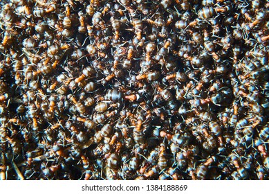 Formica Polyctena Images, Stock Photos u0026 Vectors  Shutterstock