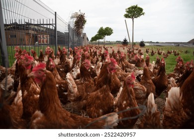 large group of free range chickens on poultry farm