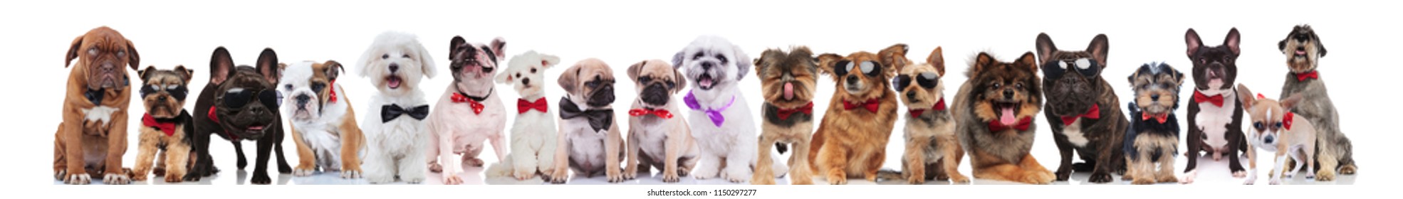 large group of gentleman dogs of different breeds wearing bowties standing, sitting and lying on white background - Shutterstock ID 1150297277