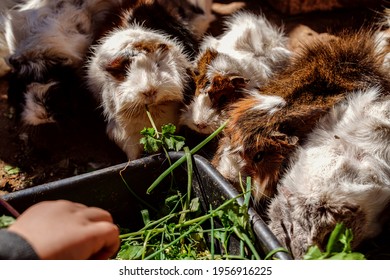 A Large Group Of Guinea Pigs Eat Greens Outdoors, Sunny Day. Animal Rescue. 
