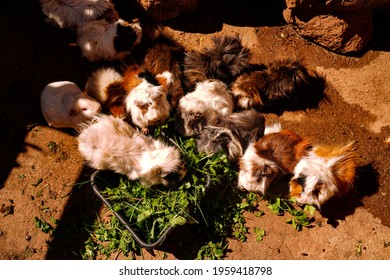 A Large Group Of Guinea Pigs Eat Greens Outdoors, Sunny Day. Animal Rescue. 
