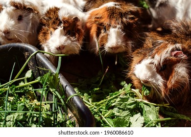 A Large Group Of Guinea Pigs Eat Greens Outdoors, Sunny Day. Animal Rescue. 
