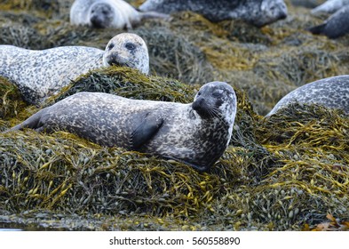 large-group-harbor-seals-loch-260nw-560558890.jpg