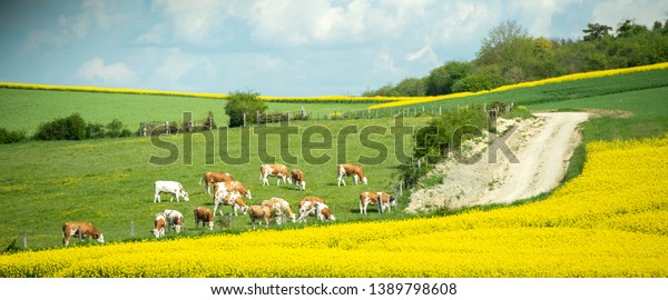 large group of healthy beautiful cows\
grazing fresh grass on the fields and hills of French village near\
beautiful vibrant raps field in bloom bio\
organic.