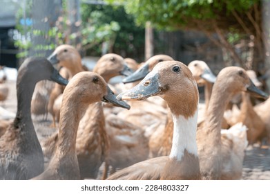 The large group of healthy brown ducks on a domestic farm for the agriculture concept.